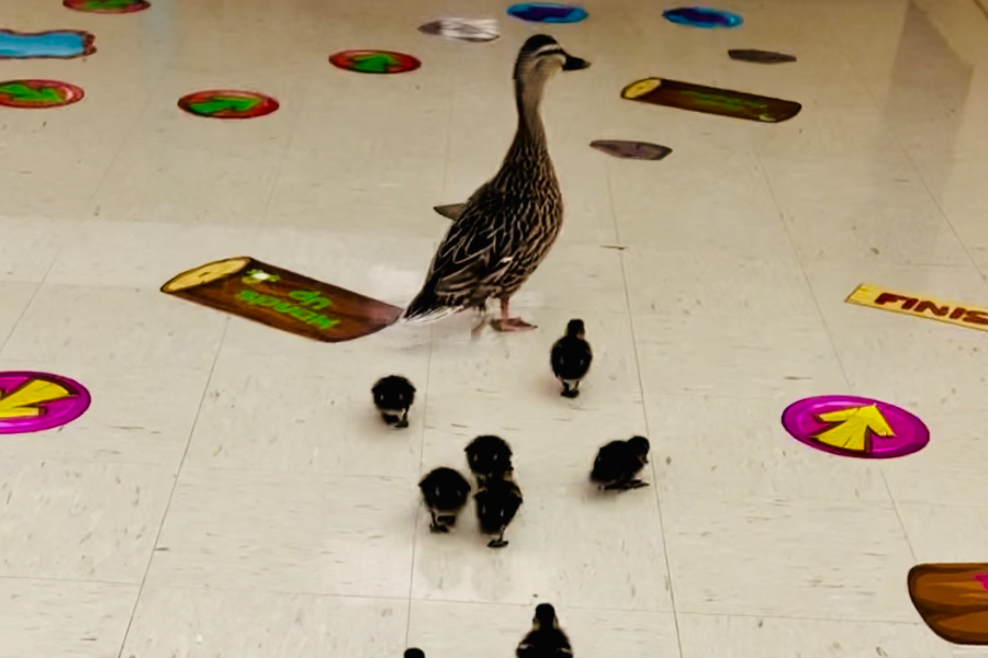 Duck Parade at Clearcreek Elementary